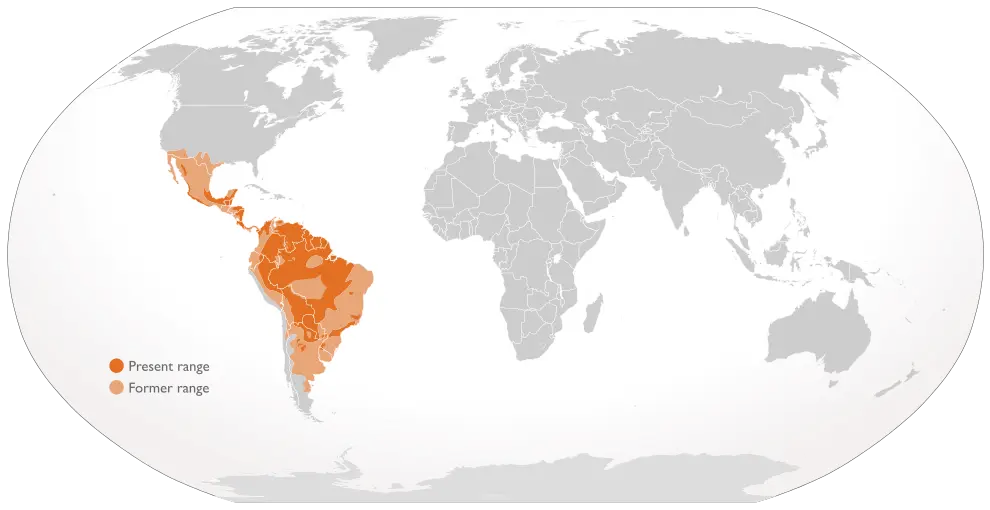 Map of where jagaurs live